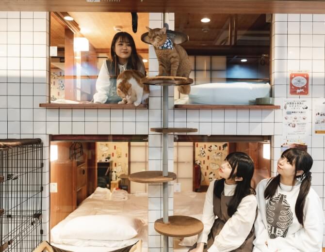ネコリパブリック » ねこ浴場u0026ねこ旅籠|大阪|猫カフェ|