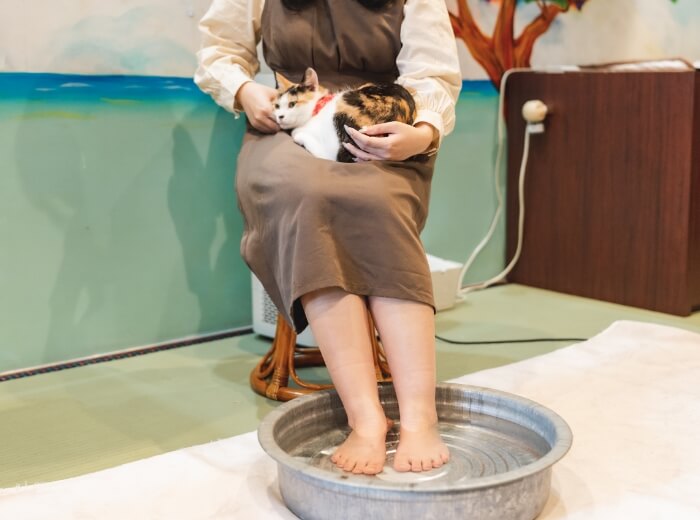 見て触れて癒される 難波駅周辺のおすすめの動物カフェ Pathee パシー 見て触れて癒される 難波駅周辺のおすすめの動物カフェ Pathee パシー