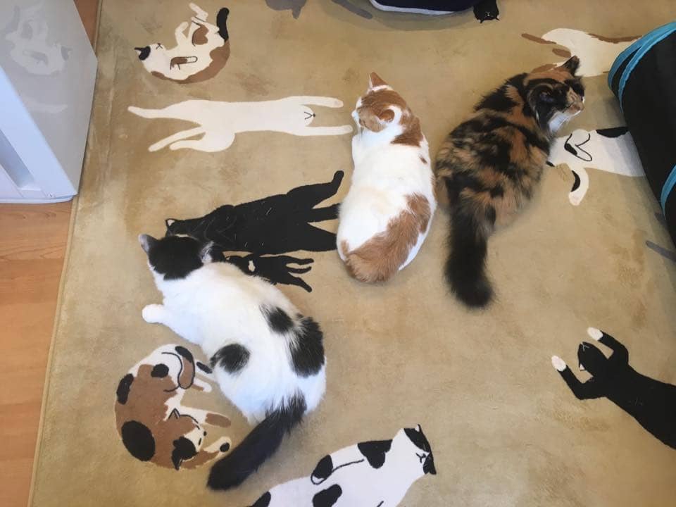 キャットプラザ With ネコリパブリック 西葛西 ネコリパブリック 日本の猫の殺処分をゼロに