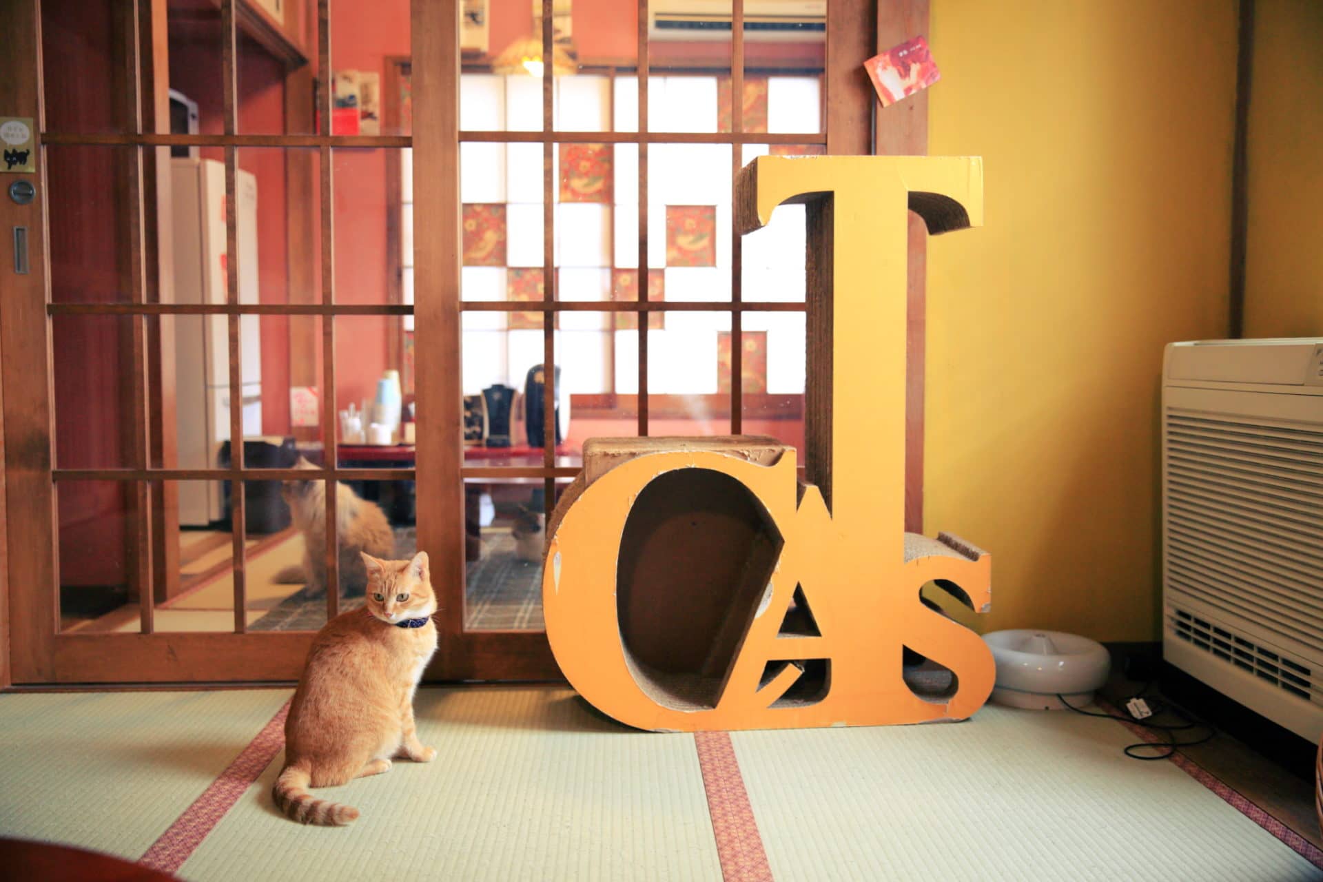 保護猫カフェ ネコリパブリック東京お茶の水店 | ネコリパブリック