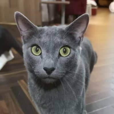 エビ