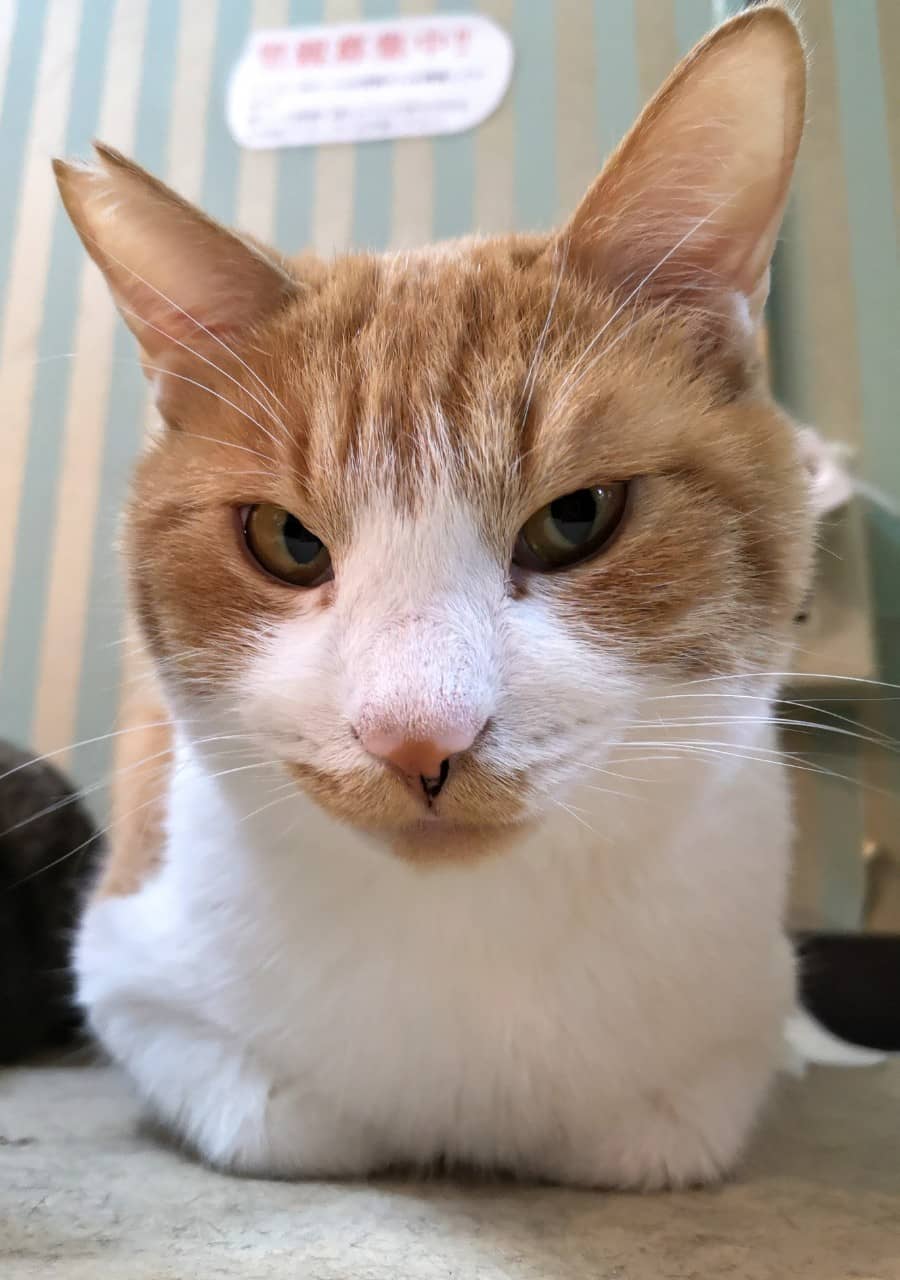 短毛シュシュ、スノーフレークキラキラ星わんちゃん猫ちゃん用