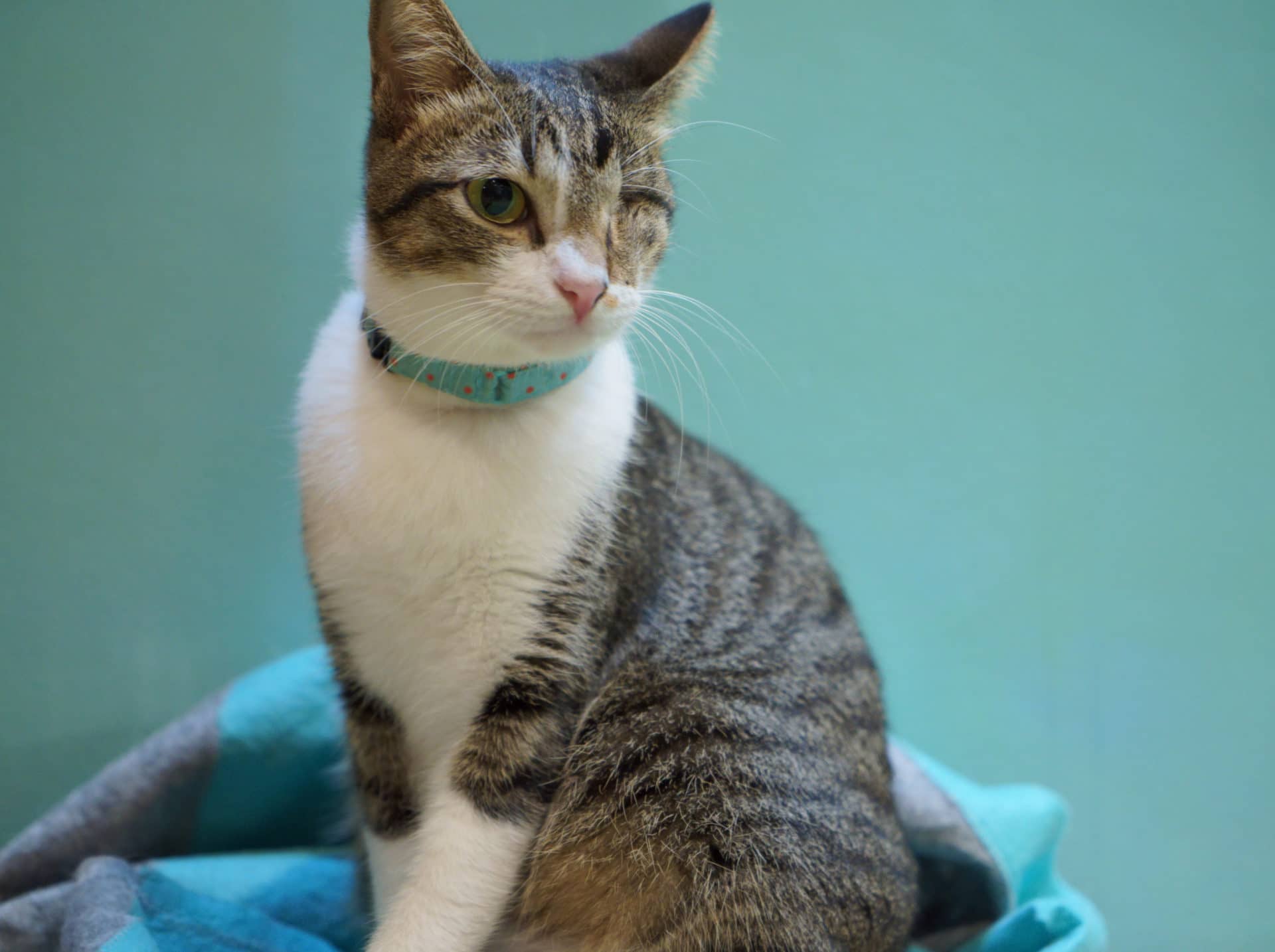 ココ【大阪】➡︎葵 | ネコリパブリック｜日本の猫の殺処分をゼロに！