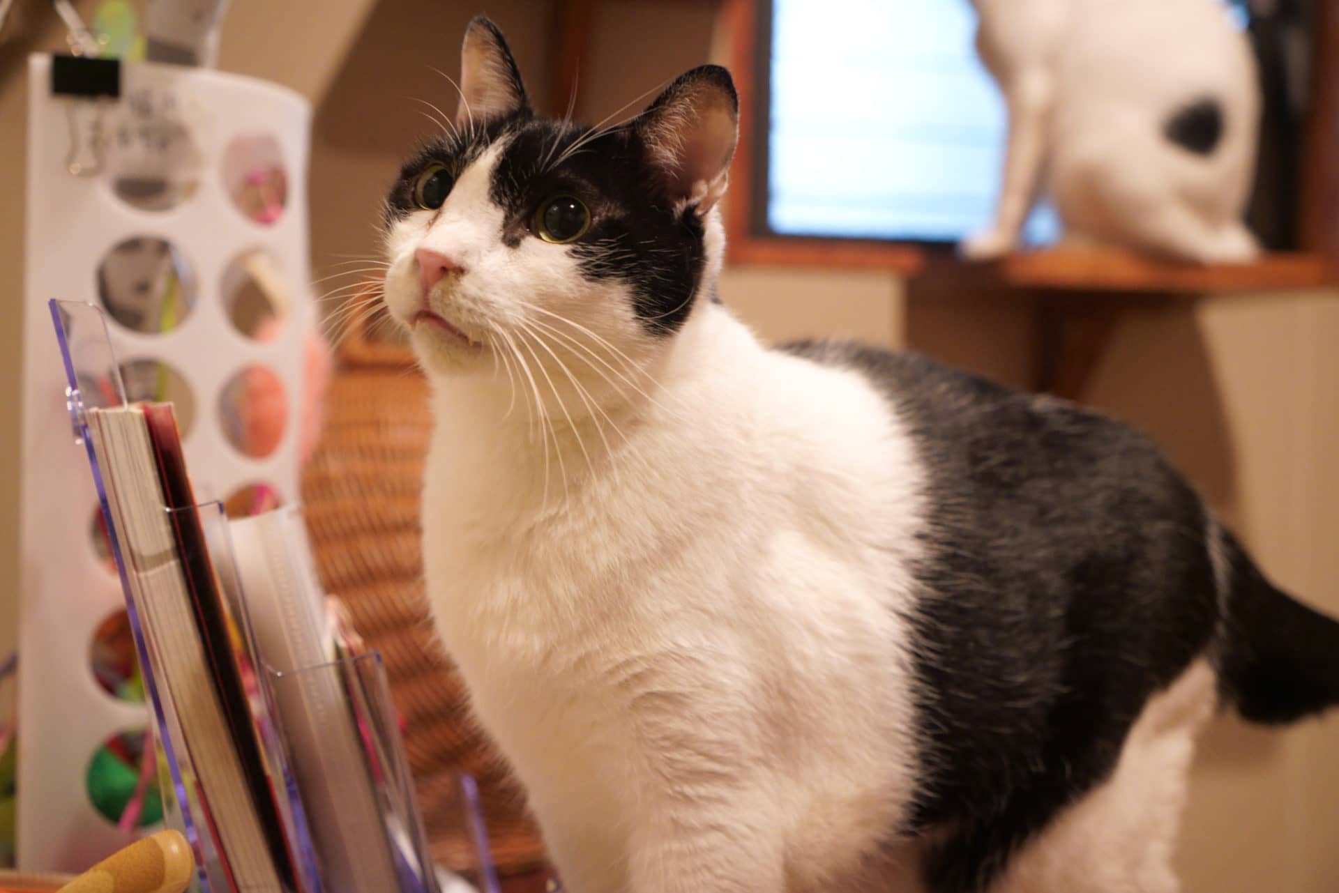 オレオ【大阪】 | ネコリパブリック｜日本の猫の殺処分をゼロに！