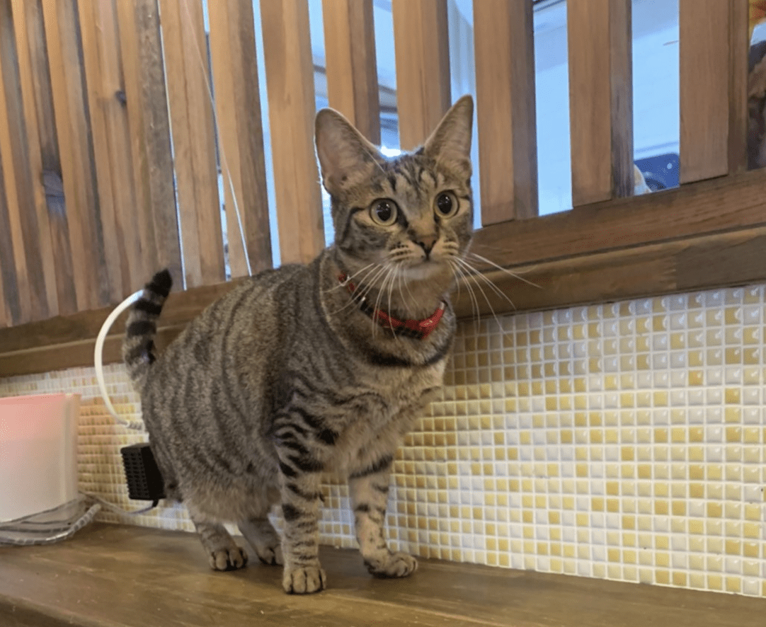 まめ【岐阜店】 | ネコリパブリック｜日本の猫の殺処分をゼロに！