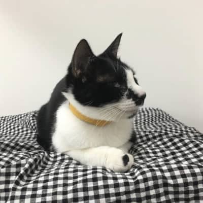 ノラクロ➡クロ