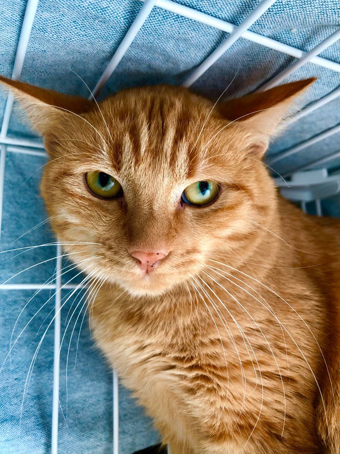 タンタン | ネコリパブリック｜日本の猫の殺処分をゼロに！