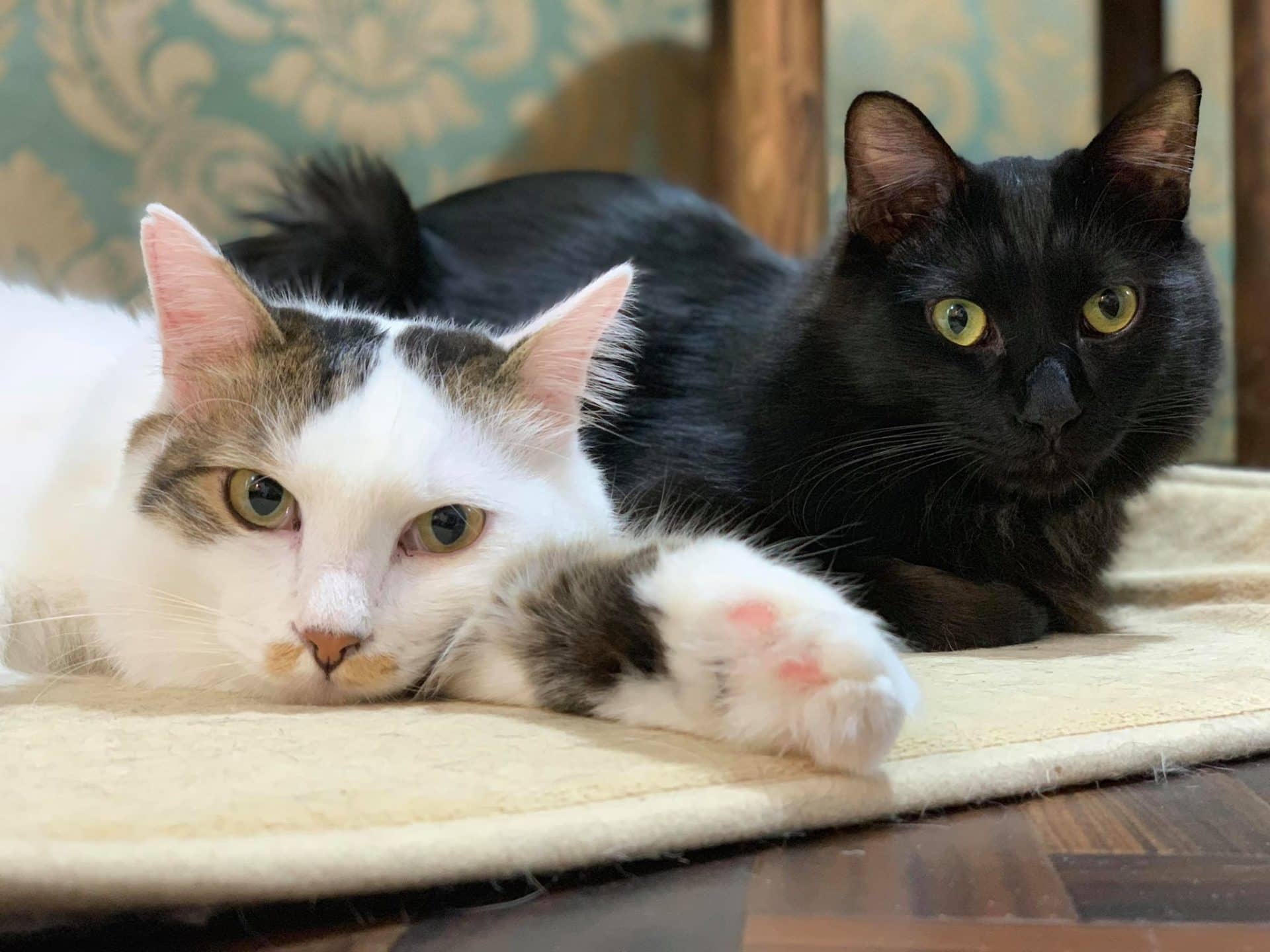 46483212_2262415937337976_6952