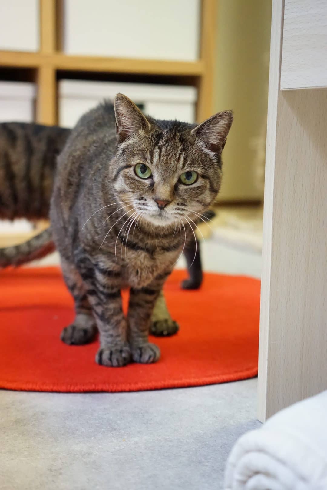 猫ちゃん　割れあり　節抜けあり　現品処分 つくね | ネコリパブリック｜日本の猫の殺処分をゼロに！