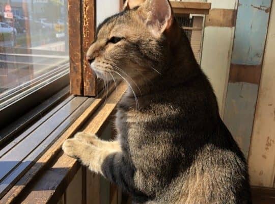 大好きな人と別れることになった猫たちのお話　その１　たけ