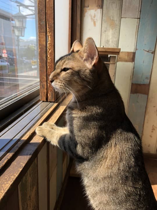 猫茶様　ご相談ページ Amazon.co.jp: 猫を処方いたします。4 (PHP文芸文庫) : 石田 祥: 本