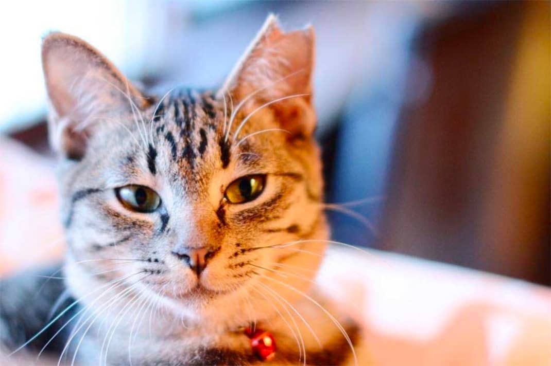 TNR地域猫活動について | ネコリパブリック｜日本の猫の殺処分をゼロに！
