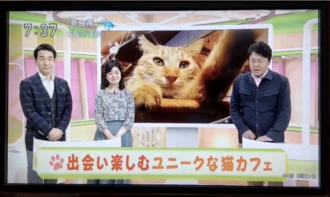 大阪ねこ浴場&ねこ旅籠が、NHK ウィークエンド関西に特集されました！