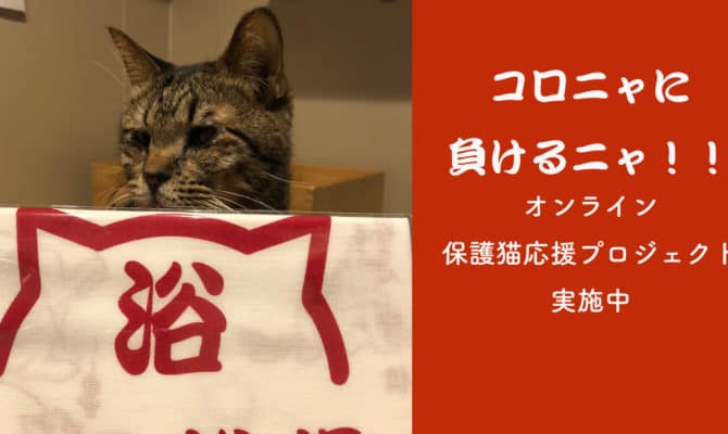 コロニャに負けるニャ！！第３弾！　オンライン保護猫カフェ応援プロジェクト開催中