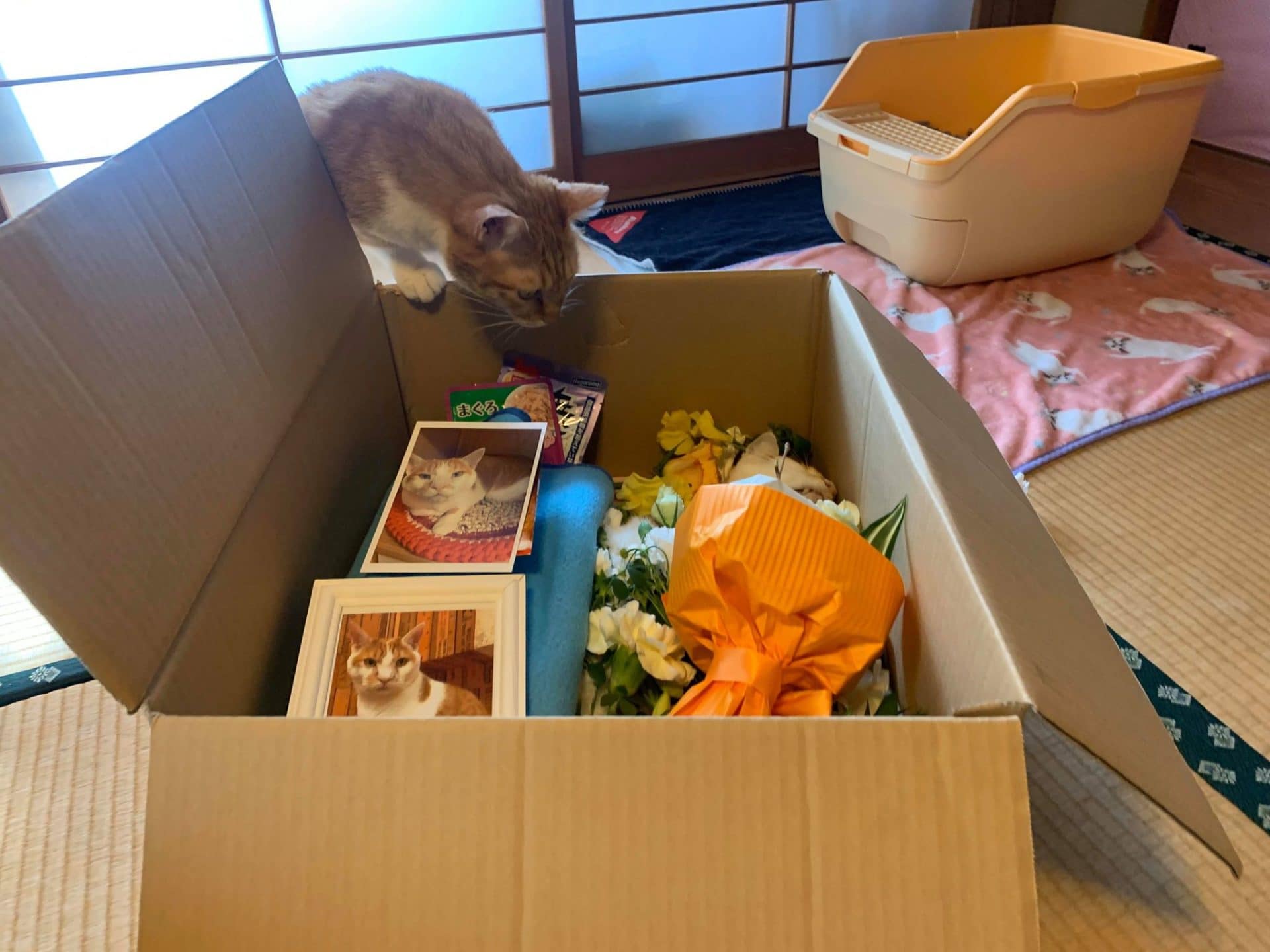 Mahina様専用 箱無し