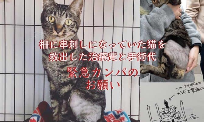 緊急カンパのお願いです！柵に串刺しの猫を救出！その治療費と手術代カンパ募集