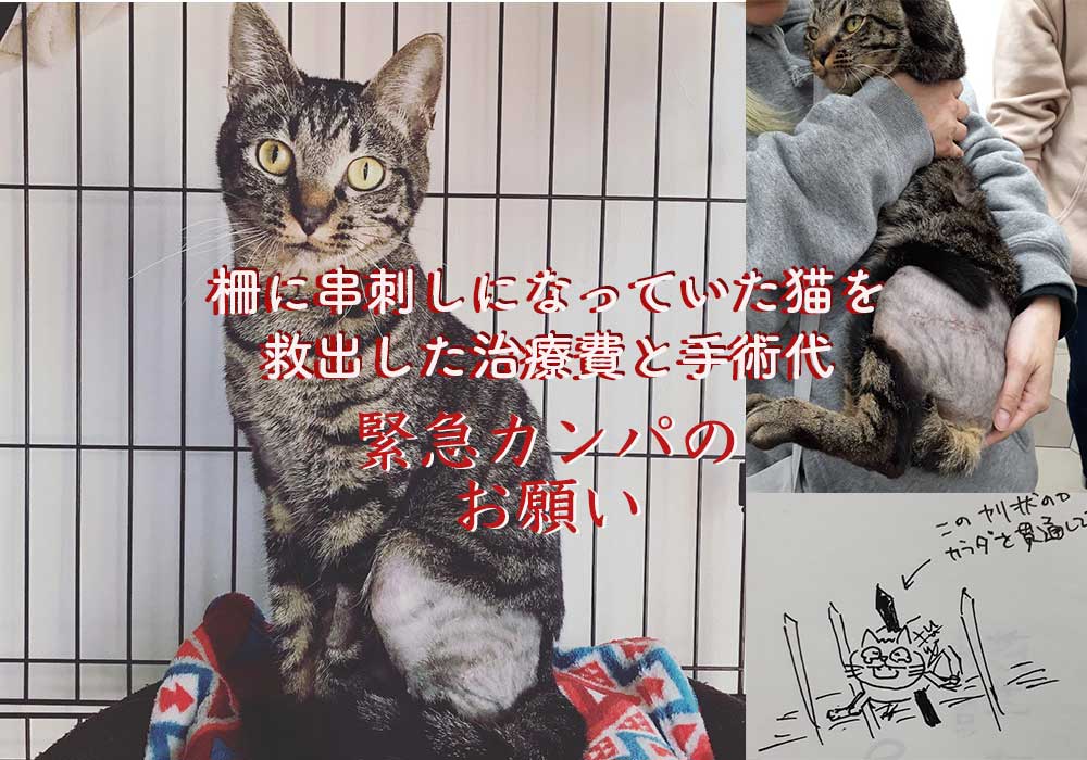 緊急カンパのお願いです 柵に串刺しの猫を救出 その治療費と手術代カンパ募集 ネコリパブリック 日本の猫の殺処分をゼロに