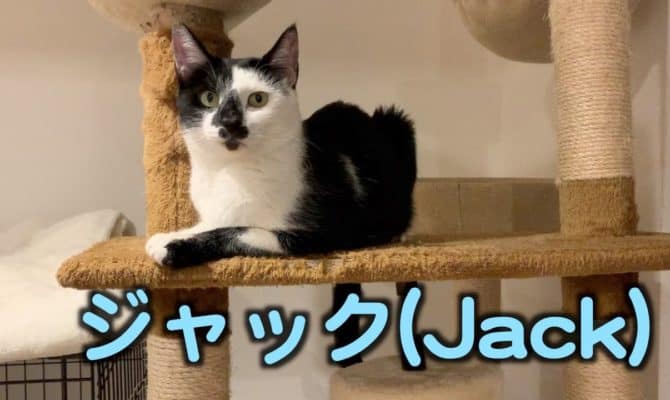 優しいイケメン！ジャックくん特集