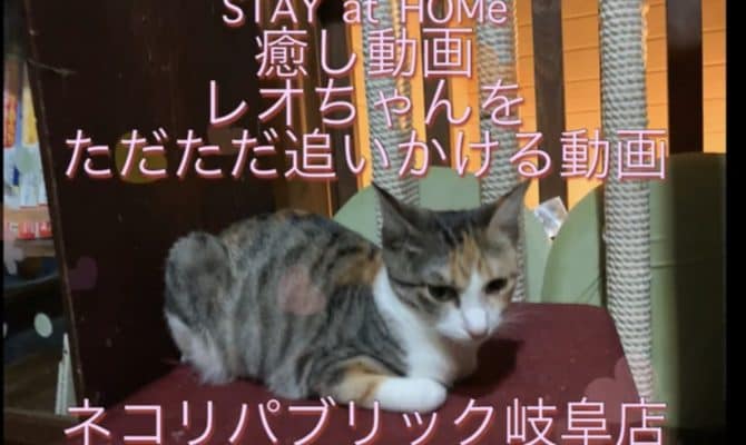 レオちゃんをただ、ただ、追いかける動画