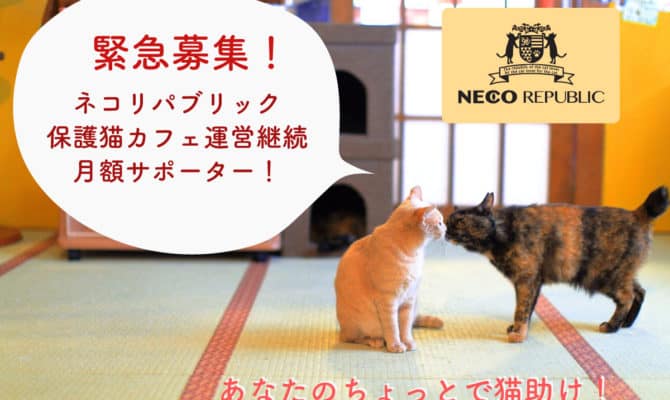 緊急募集！ネコリパブリック運営継続月額サポーター！あなたのちょっとで猫助け！