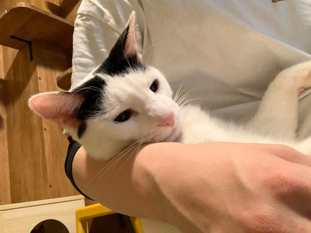 むすびちゃん お届け ネコリパブリック 日本の猫の殺処分をゼロに