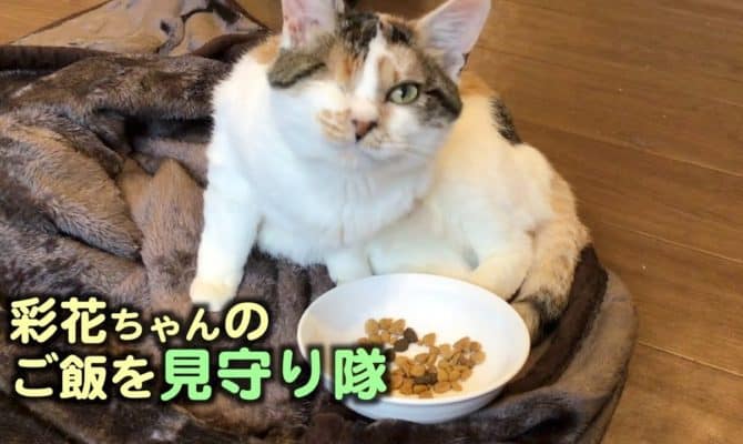 彩花のご飯を見守る動画