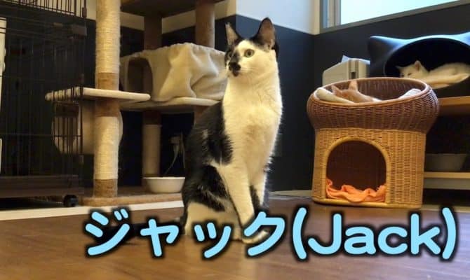 甘えたいイケメン！ジャックくん