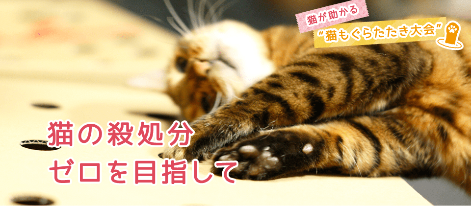 ホゴネコの日特別企画 ねこもぐらたたき大会 ネコリパブリック 日本の猫の殺処分をゼロに