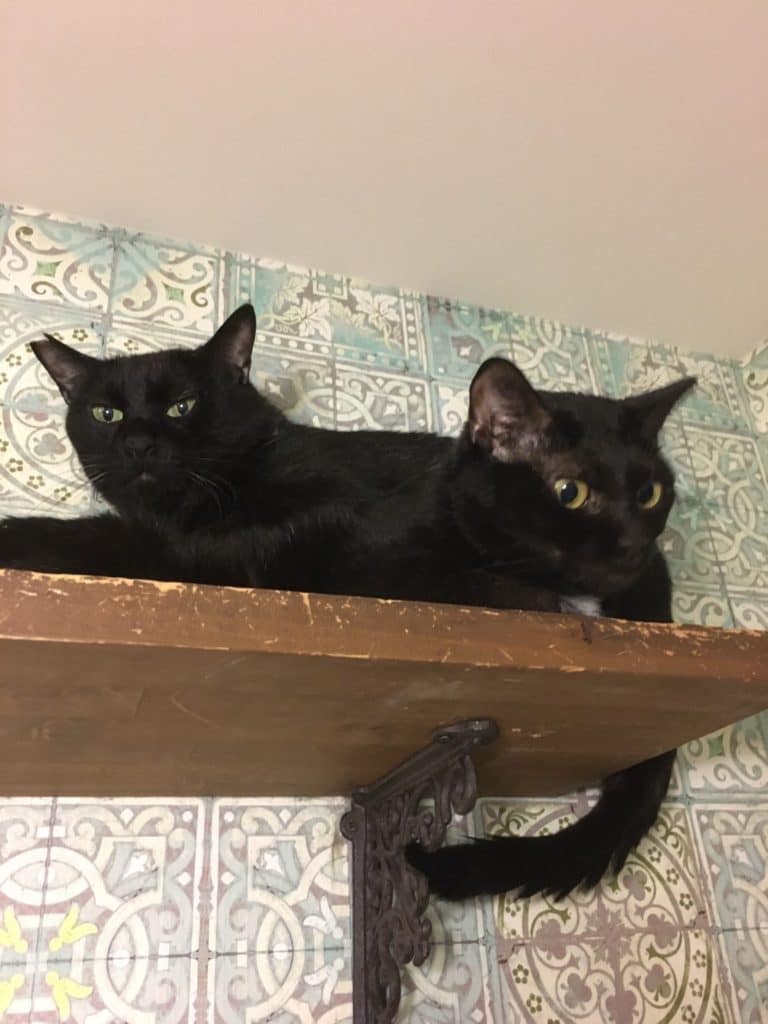 黒猫同士は同化する ネコリパブリック 日本の猫の殺処分をゼロに