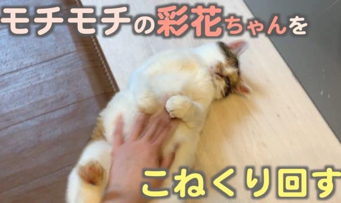 モチモチの彩花ちゃんをこねくり回す