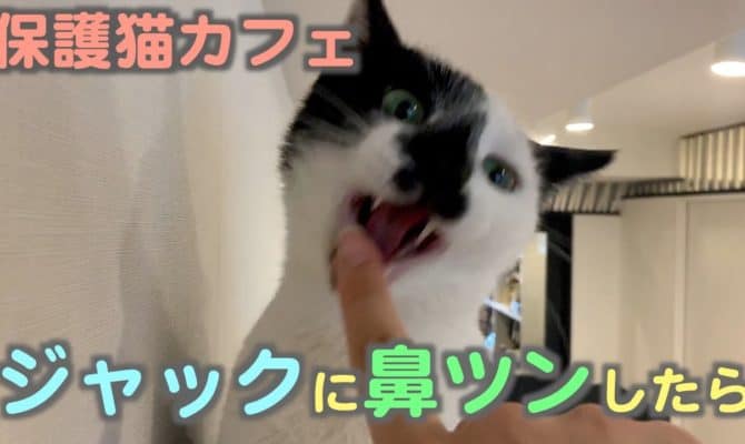 ジャックに鼻ツンしたら・・・