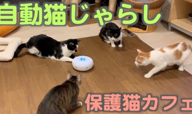 自動じゃらしで遊んでみた