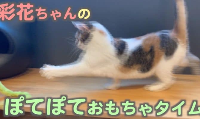 ぽてぽてにゃんこが遊ぶ動画！彩花ちゃん