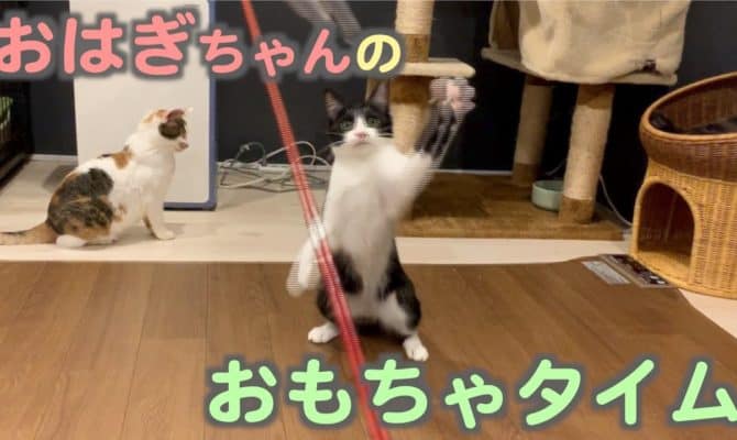 おはぎちゃんのおもちゃタイム