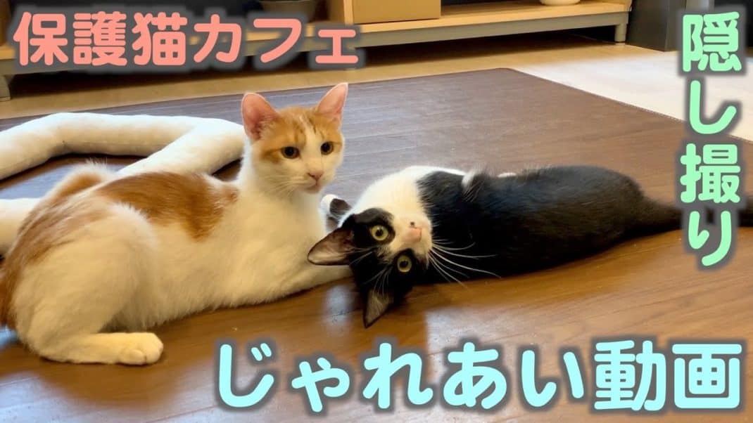 じゃれあい動画 おはぎ チャイロ ネコリパブリック 日本の猫の殺処分をゼロに