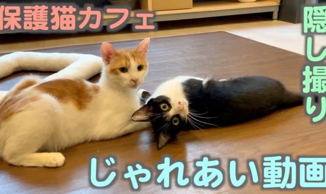 じゃれあい動画【おはぎ&チャイロ】