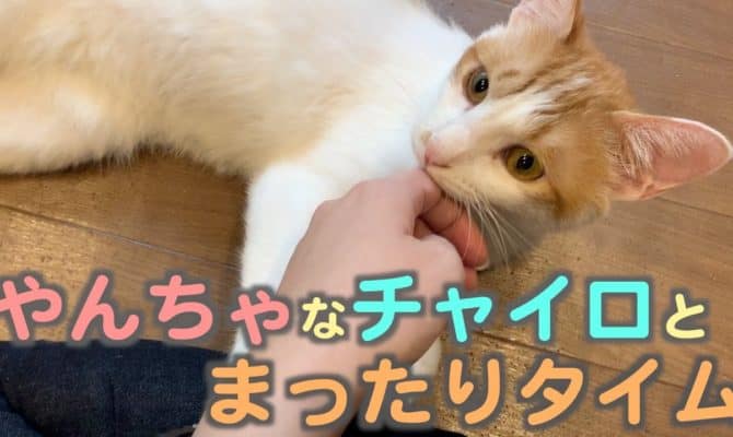 やんちゃニャンコとまったり！チャイロ