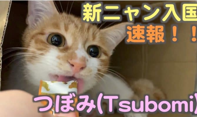 つぼみちゃんに密着取材してみた ネコリパブリック 日本の猫の殺処分をゼロに