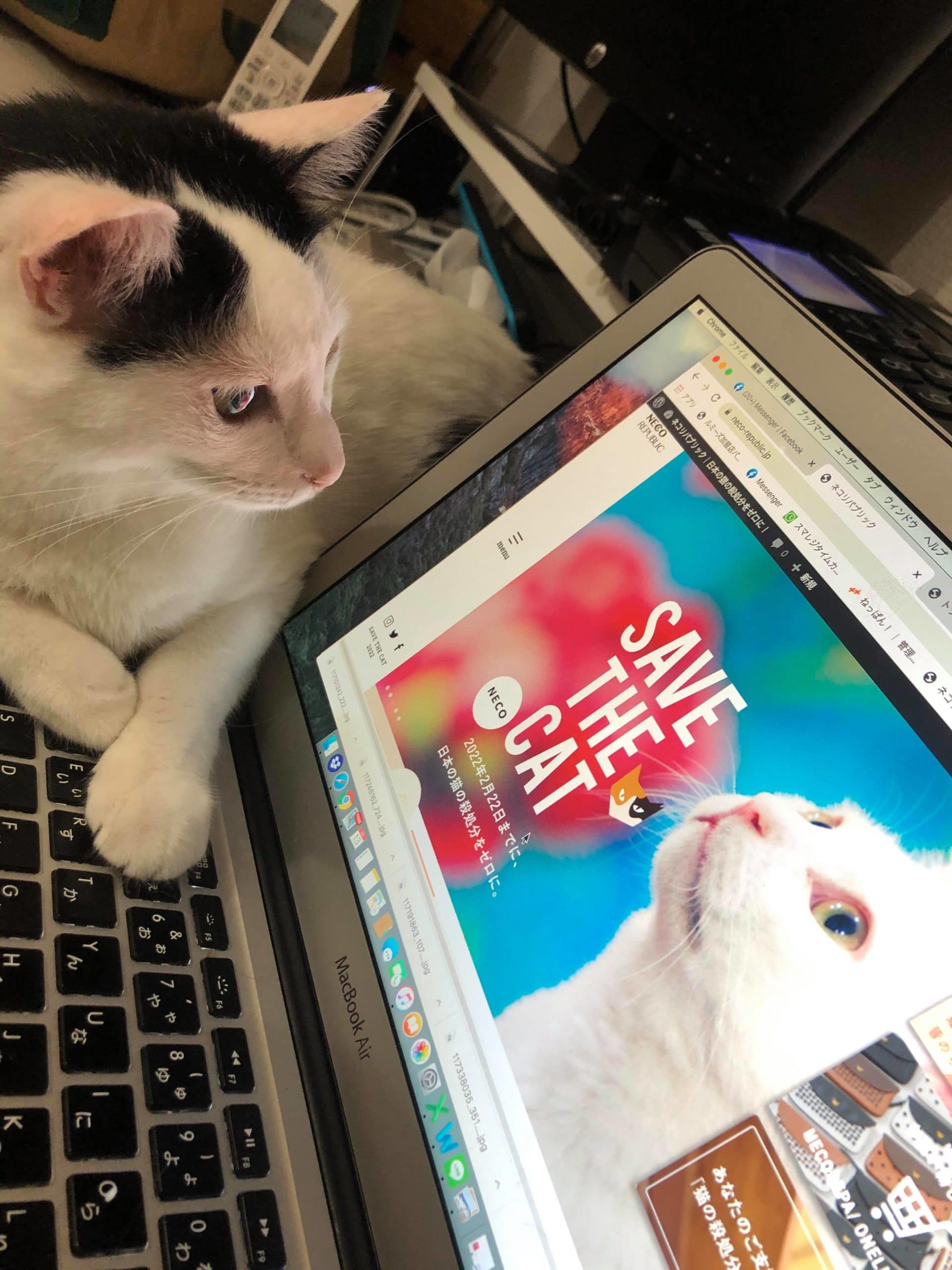 最近流行りのネコハラ。 | ネコリパブリック｜日本の猫の殺処分をゼロに！