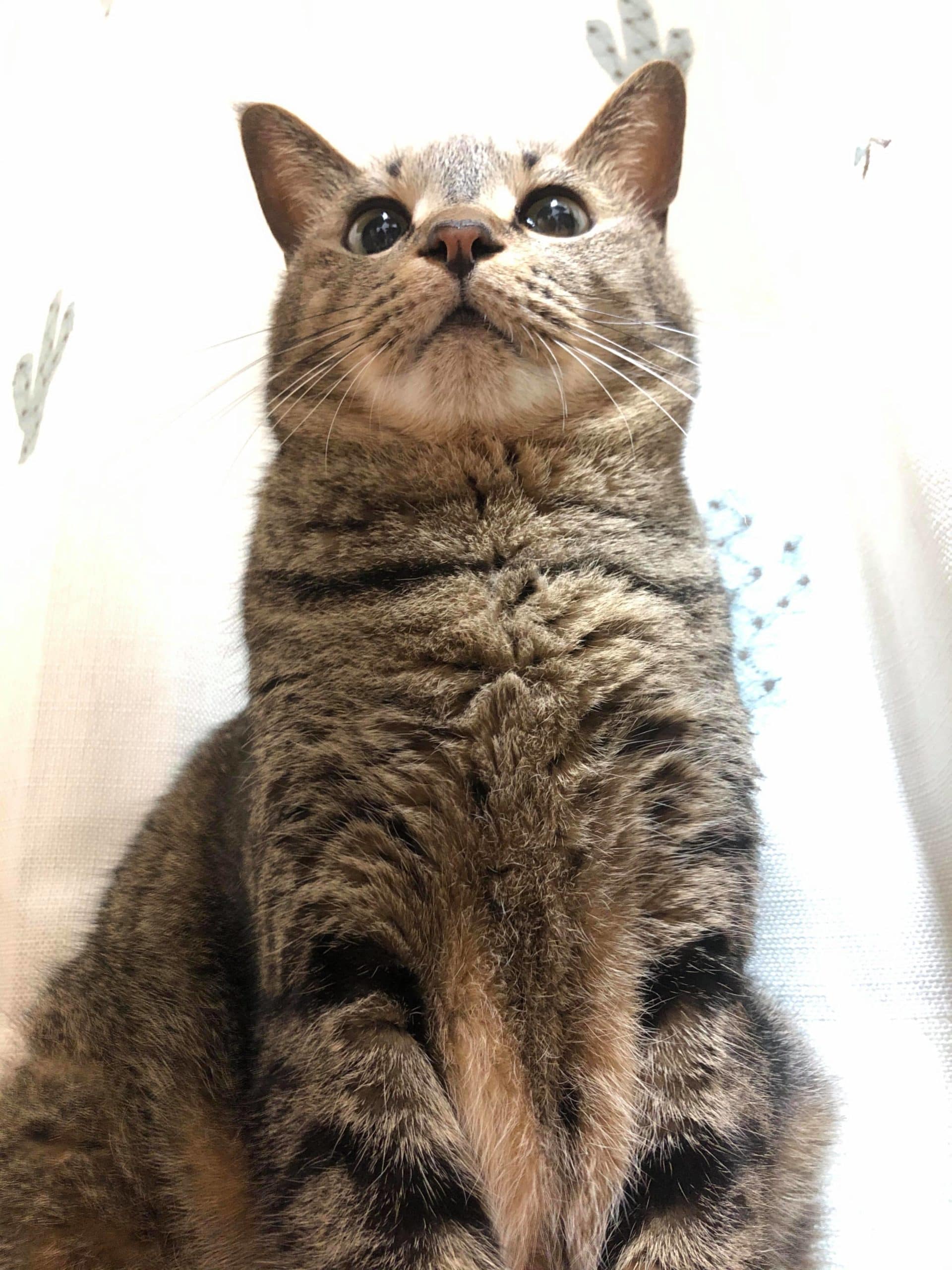 相変わらずびっくり | ネコリパブリック|日本の猫の殺処分をゼロに!