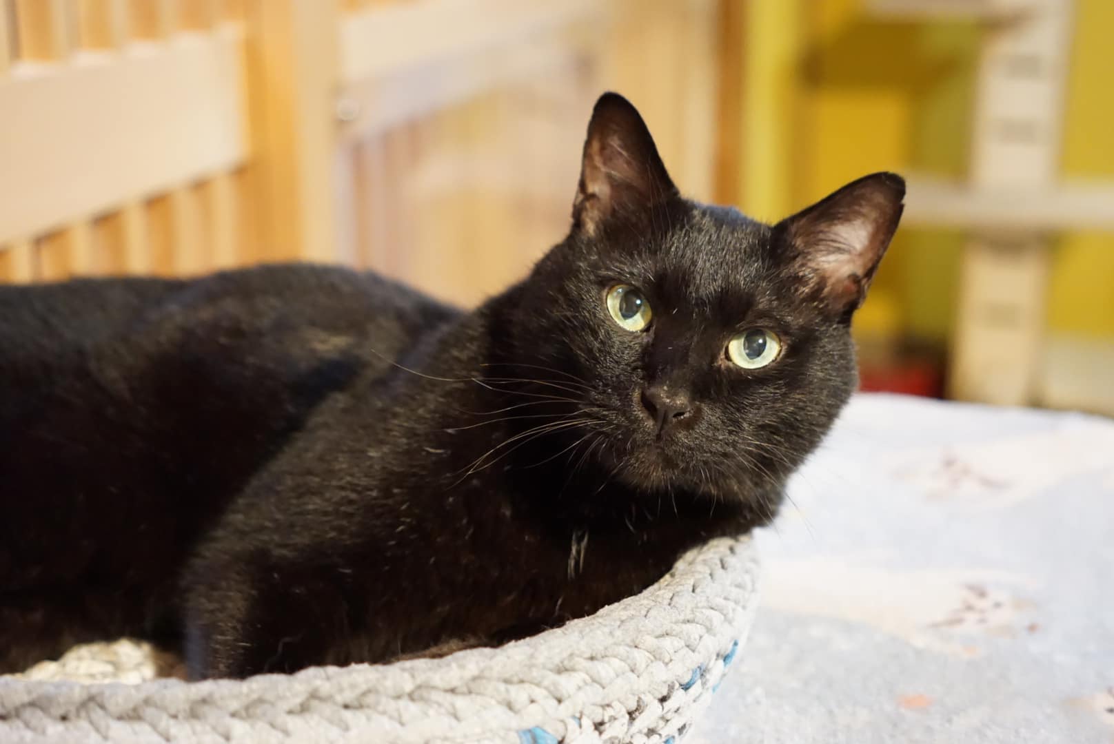 まっくろくろすけ | ネコリパブリック｜日本の猫の殺処分をゼロに！