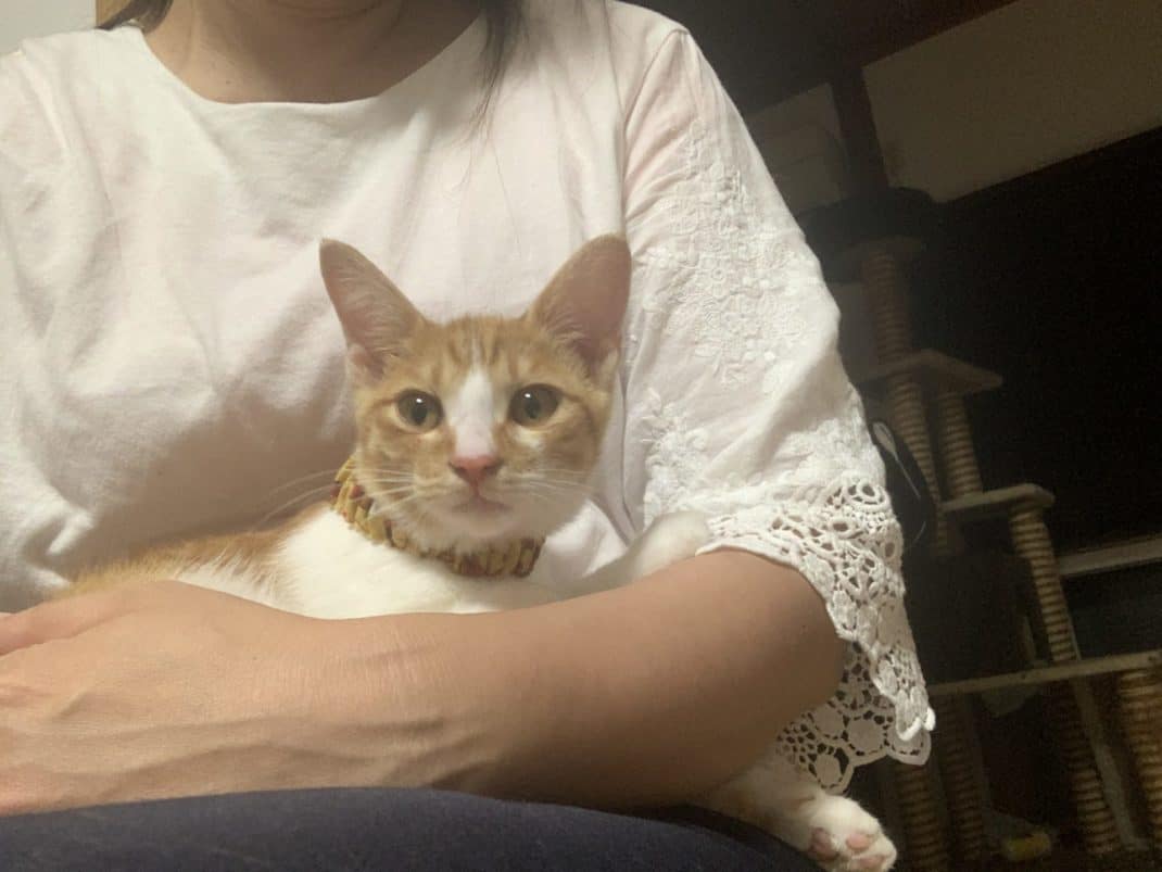 オクラ 岐阜ねこを救う会 ９月６日オンライン譲渡会参加予定 ネコリパブリック 日本の猫の殺処分をゼロに
