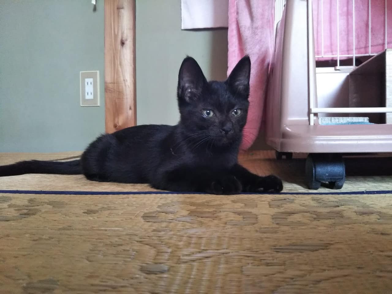 子猫チャンドラー 耳の先がピーン ネコリパブリック 日本の猫の殺処分をゼロに