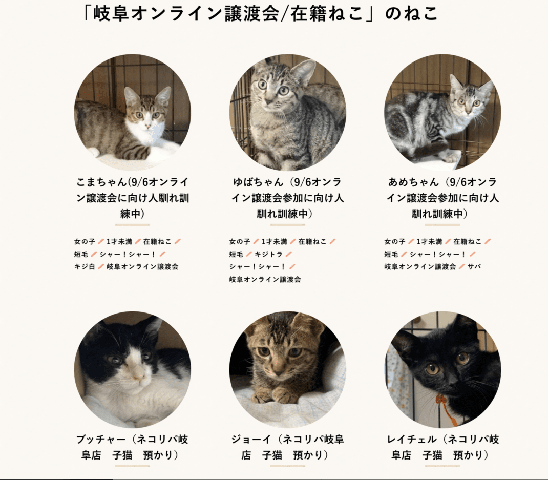 岐阜オンライン譲渡会開催します！  ネコリパブリック｜日本の猫の殺 