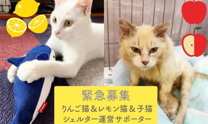 りんご猫＆レモン猫＆子猫シェルター運営サポーター緊急大募集