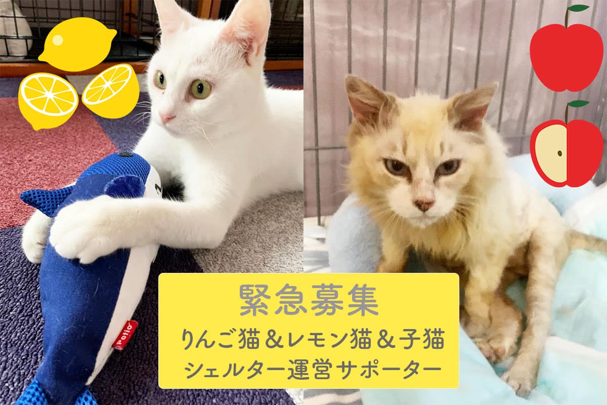 りんご猫＆レモン猫＆子猫シェルター運営サポーター緊急大募集