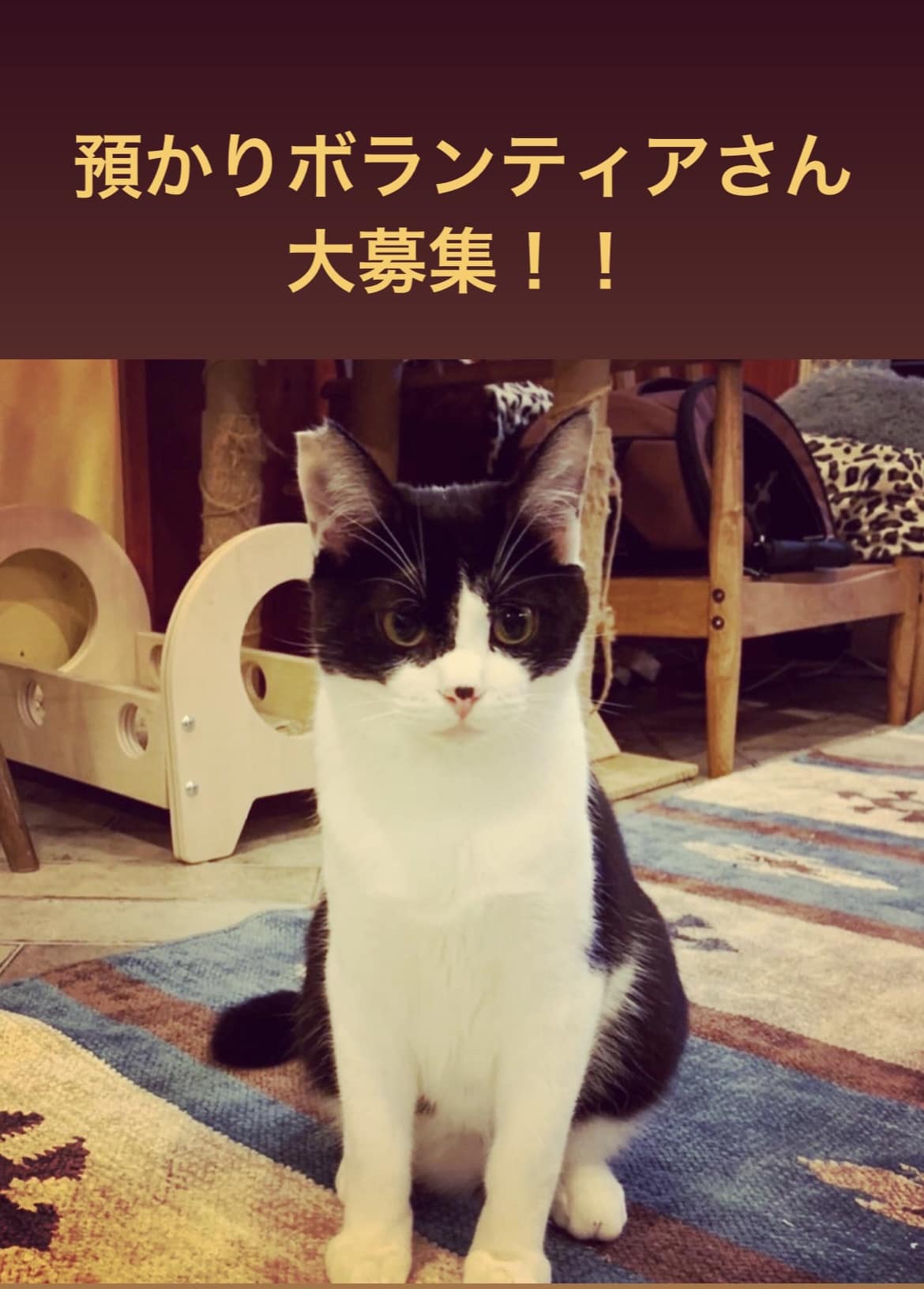 保護猫 預かりボランティア大募集 ネコリパブリック 日本の猫の殺処分をゼロに 保護猫 預かりボランティア大募集 ネコリパブリック 日本の猫の殺処分をゼロに