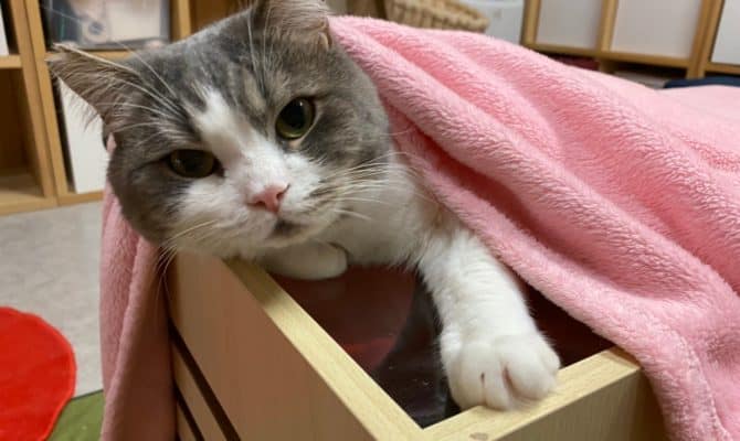 りんご猫の日にりんご猫の純太くんトライアルスタートです！