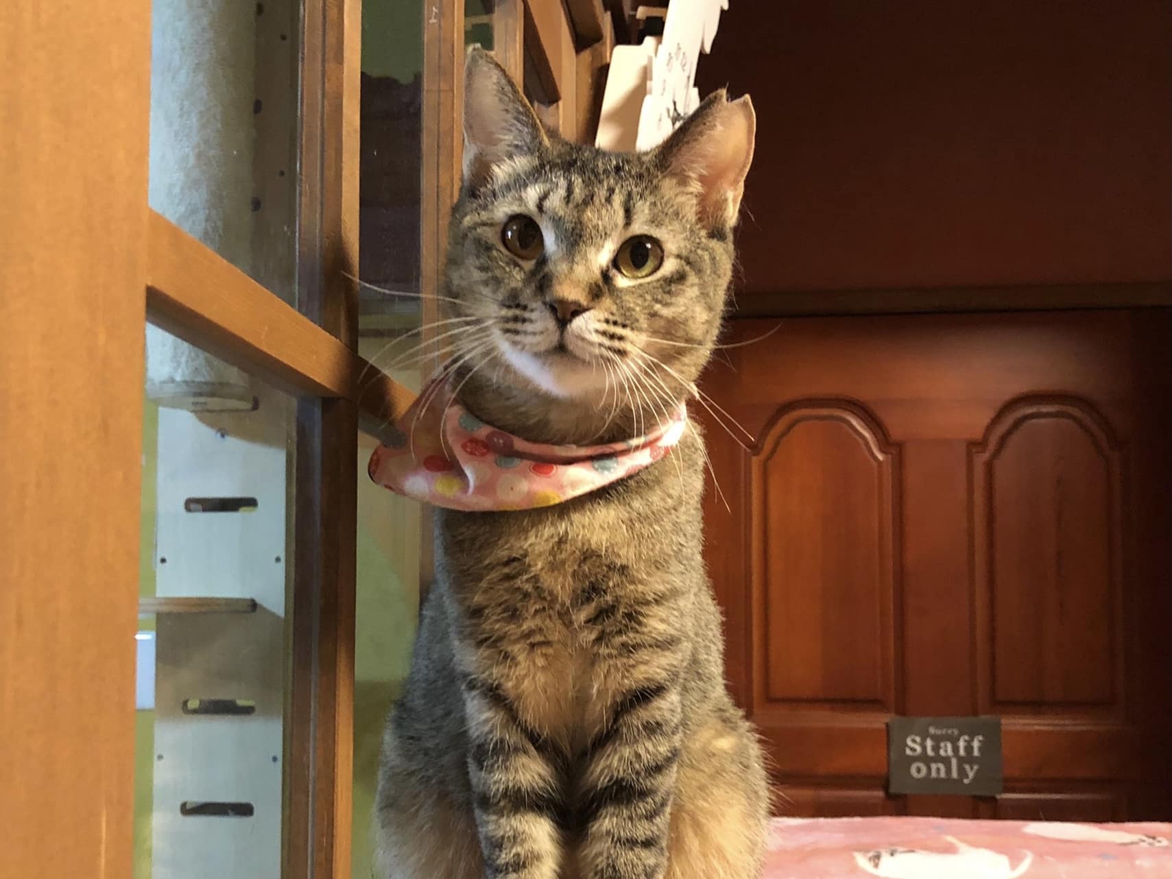 ブリキの猫とはと Amazon.co.jp: レトロビンテージ式 ブリキ 回転ネコ 中山商会ブリキ 猫