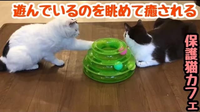 ただただ眺めて癒されよう！ココちゃん